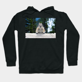 Chipmunk in Banff Alberta in Canada Hoodie